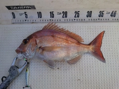 マダイの釣果
