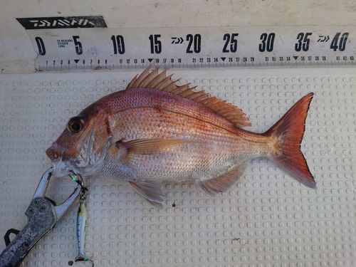 マダイの釣果
