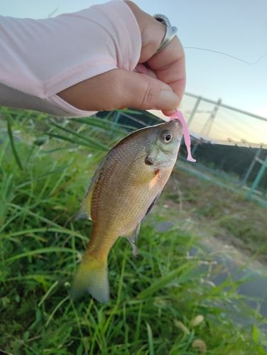 ブルーギルの釣果