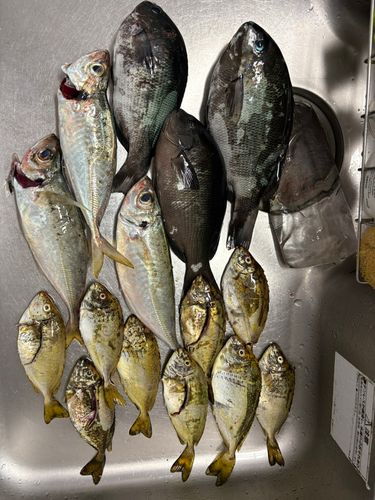 和歌浦湾