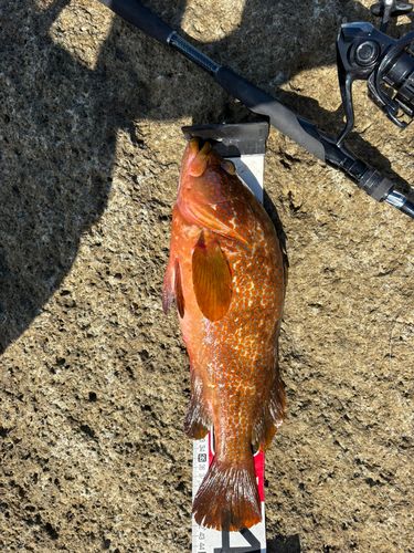 キジハタの釣果