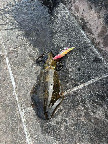 アオリイカの釣果