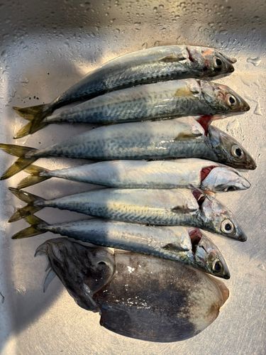 サバの釣果