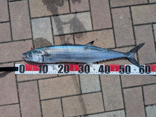 サゴシの釣果