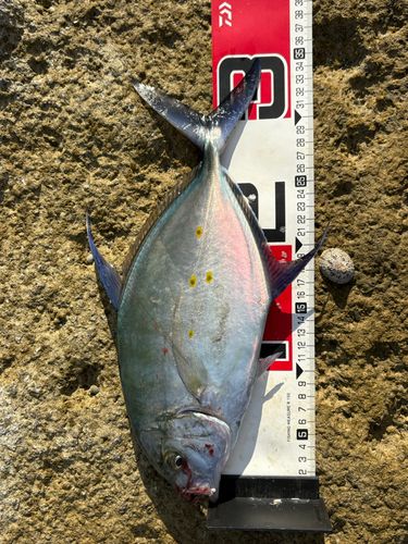 ナンヨウカイワリの釣果