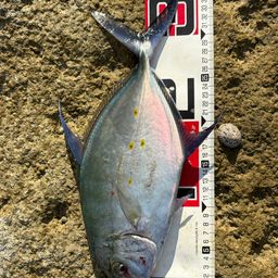 ナンヨウカイワリ