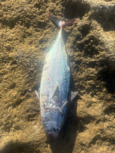 スマガツオの釣果