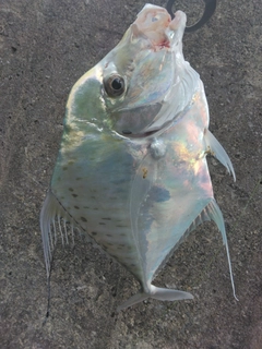 イトヒキアジの釣果