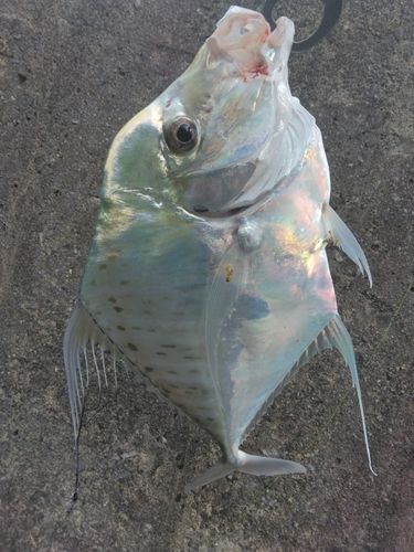 イトヒキアジの釣果