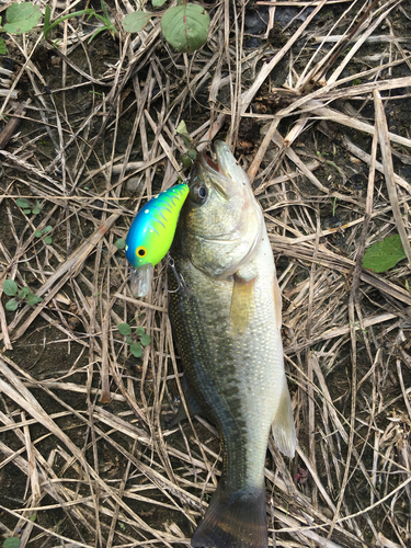 ラージマウスバスの釣果