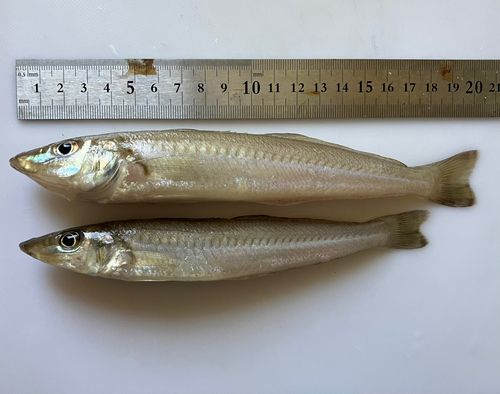 キスの釣果