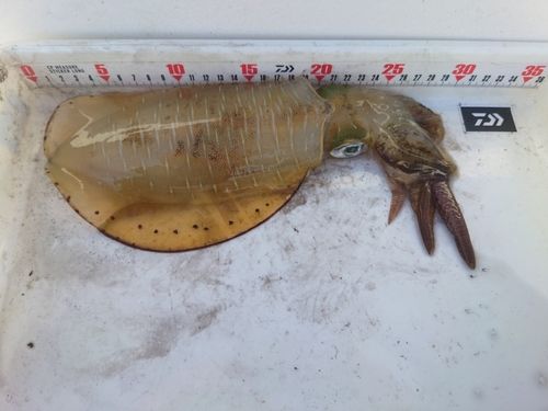 キジハタの釣果