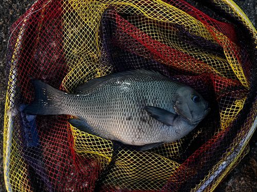 メジナの釣果