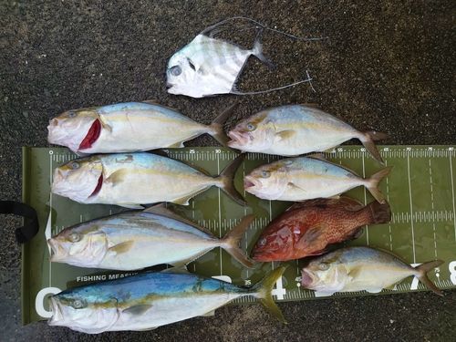 ヤズの釣果