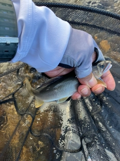 アユの釣果