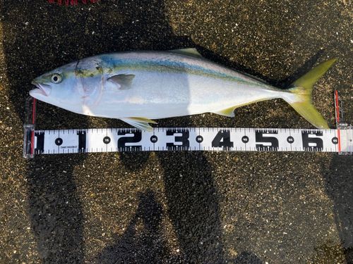 メジロの釣果