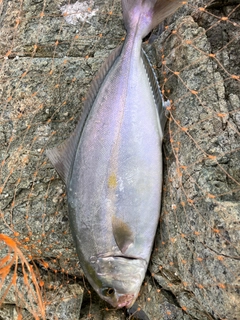 カンパチの釣果