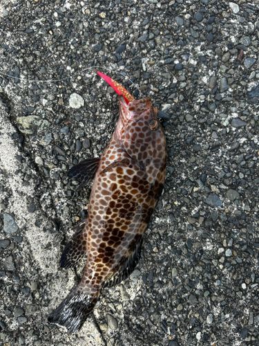 オオモンハタの釣果