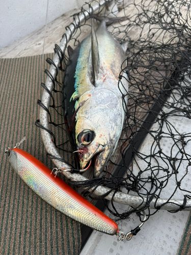 コシナガマグロの釣果
