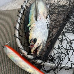 コシナガマグロ