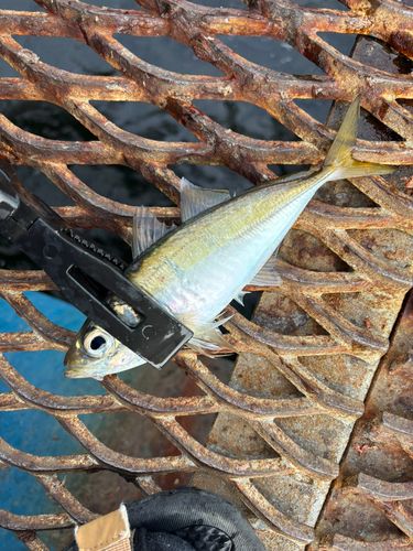 マアジの釣果