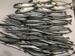 サヨリの釣果