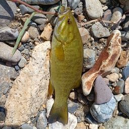 スモールマウスバス