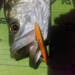 シーバス
