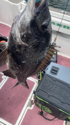 クロダイの釣果