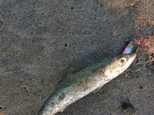 サバの釣果