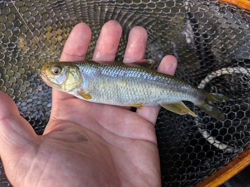 カワムツの釣果