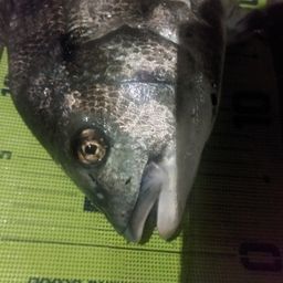 クロダイ