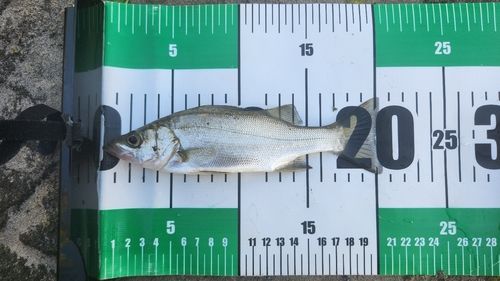セイゴ（ヒラスズキ）の釣果