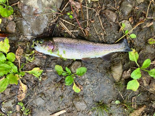 ニジマスの釣果