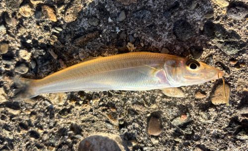 シロギスの釣果