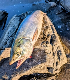 シロザケの釣果