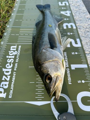 シーバスの釣果