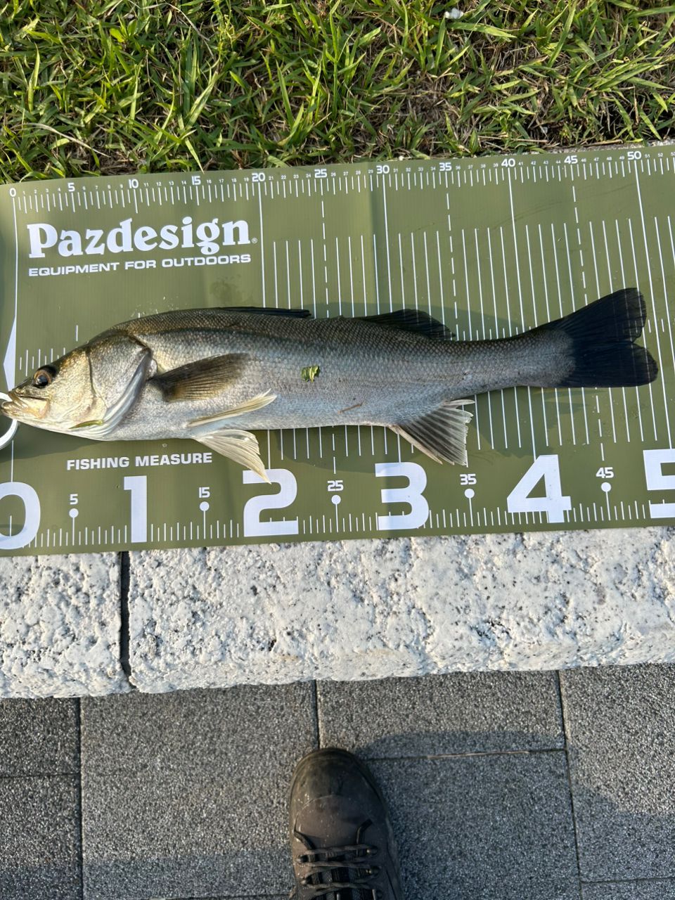 シーバス