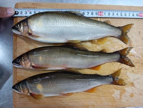 アユの釣果