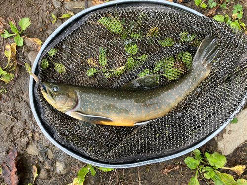 オショロコマの釣果
