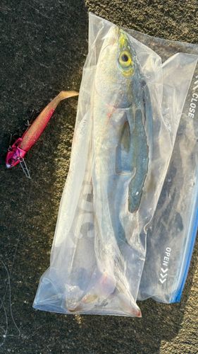 ワカシの釣果