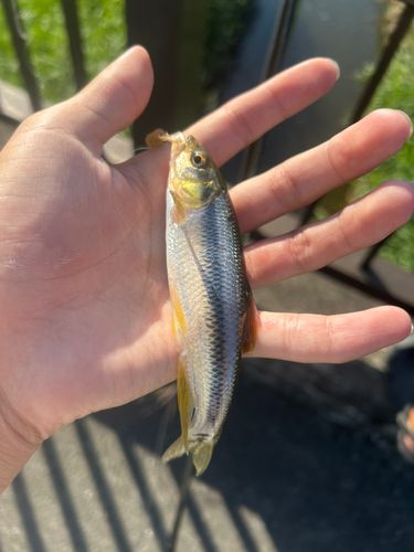カワムツの釣果