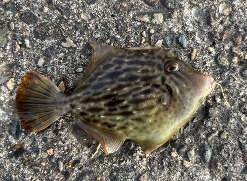 カワハギの釣果