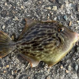 カワハギ