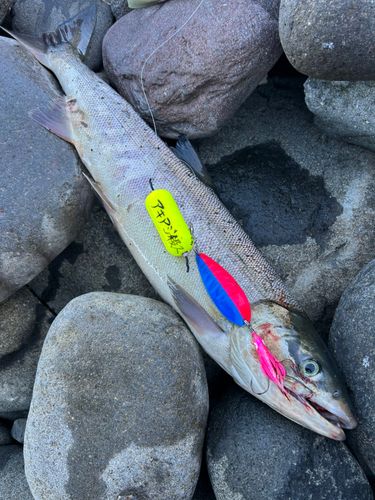 アキアジの釣果