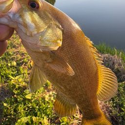 スモールマウスバス