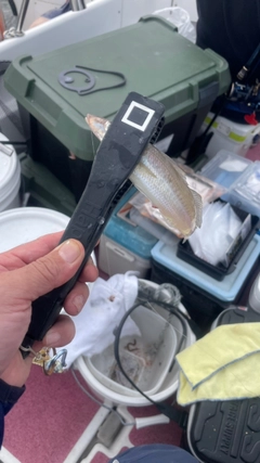 シロギスの釣果