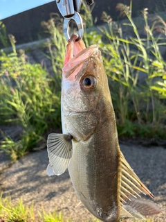 フッコ(マルスズキ)の釣果