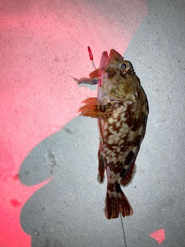 カサゴの釣果