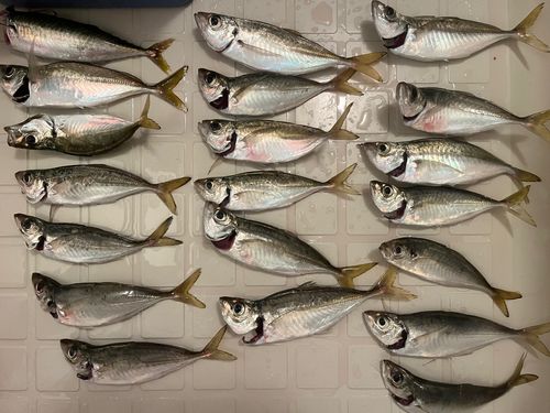 アジの釣果